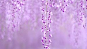 What does lilac color mean in psychology?
