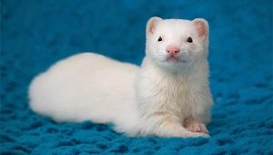 Ferrets trắng: Mẹo mô tả và chăm sóc
