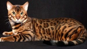 Bengálska mačka: vlastnosti a charakter plemena