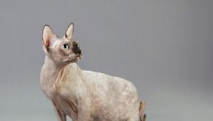Ciężarne koty sfinksy: charakterystyka, czas, opieka