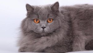 Kucing longhair Inggeris: perihalan, keadaan pemakanan dan tabiat pemakanan