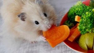 O que os roedores domésticos comem?
