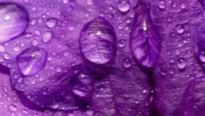 Ce înseamnă violet în psihologie?