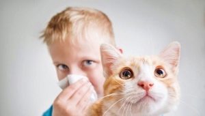 Allergikatter og katter: raser, valg av innhold og innhold