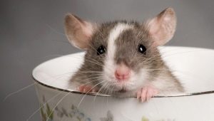 Navn på rotter: hvordan velge og trene?