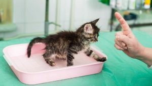 Come addestrare rapidamente un gattino su un vassoio senza riempitivo?