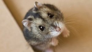 Qual é o nome do hamster Dzungarian?