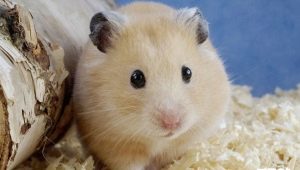 Como determinar o sexo de um hamster?