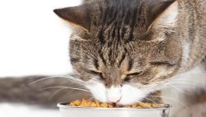 Как да тренираме котка до суха храна?