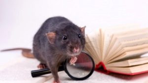 كيفية رعاية الفئران المنزلية؟