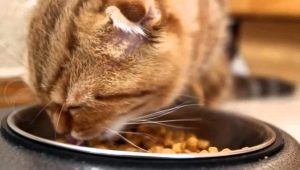 طعام القطط الكندي: الميزات وتقييمات الشركة المصنعة