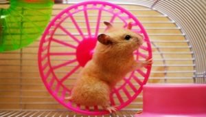 Roue pour un hamster: variétés, sélection et entraînement