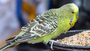 Храна за папагали: видове и особености на селекция