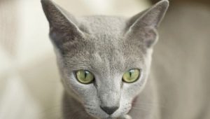 Котки, които не избледняват: име и описание на породата