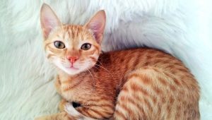 Katter av rasen Arabian Mau: beskrivning och funktioner i vård
