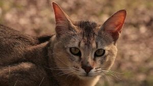 Kucing Chausie: perihalan dan ciri kandungan