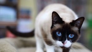 Sniega shu kaķi: apraksts, krāsu variācijas un satura īpašības