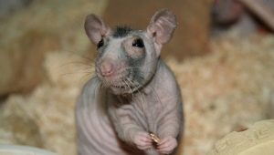 Ratos carecas: caracterização da raça e dicas de higiene