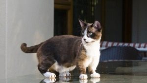 מונשקין: תיאור גזע החתולים, סוגים ותכולתם