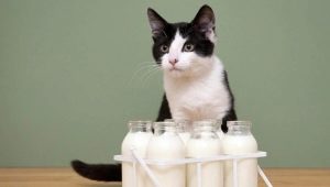 Могат ли котките да получат мляко и какви са ограниченията?