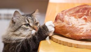 هل يمكن إطعام القطة اللحوم النيئة وما هي القيود؟
