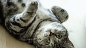 Màu sắc của mèo Whiskas của Anh: đặc trưng của màu sắc và sự tinh tế của sự chải chuốt