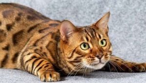 Penerangan, sifat dan kandungan kucing Toyger