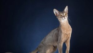 Zilo Abesīnijas kaķu apraksts un saturs