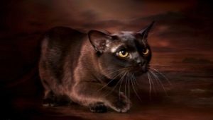 Description and content of chocolate burmese cats