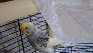 Features of molting in budgies