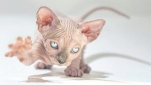 Sphynx breed life expectancy and ways to extend it