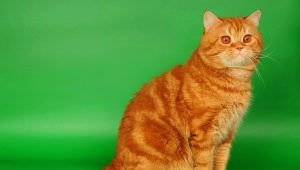 Czerwone brytyjskie koty: opis, zasady trzymania i hodowli