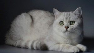 Chinchilla de argint britanic: descrierea și conținutul pisicilor