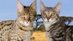 Serengeti: kissojen rodun kuvaus, sisältöominaisuudet