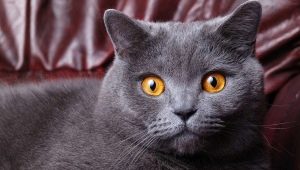 Jak staré jsou britské kočky a kočky?