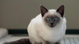 How many Siamese cats live and what does it depend on?