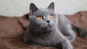 List of names for gray british cats