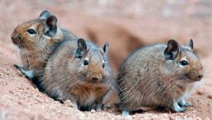 All about degu