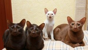 Cava kedisi: nasıl görünüyor ve nasıl bakım yapılır?
