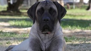 American Mastiff: rasbeschrijving en hondenverzorging