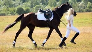Munitie voor een paard: een lijst met benodigde accessoires