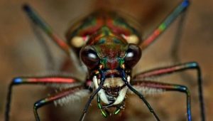 Arachnofóbia: tünetek és megoldások