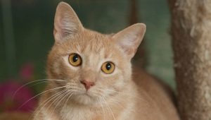แมวลายเอเชีย: คำอธิบายของสายพันธุ์ของแมวและกฎของการรักษา