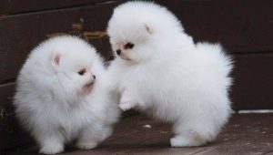 كلب صغير طويل الشعر الأبيض سبيتز: الوصف والشخصية والرعاية