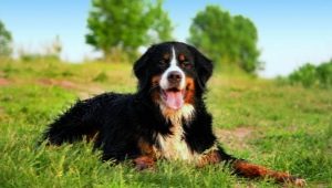 Bernese shepherd: description of the breed and cultivation