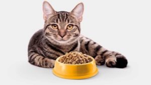 طعام القطط بدون حبوب