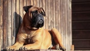Bullmastiff: توصيف وتربية الكلاب