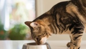 كيف يختلف طعام القطط المعقم عن المعتاد؟