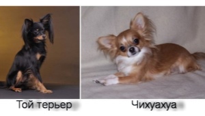 Bir oyuncak terrier bir chihuahua'dan nasıl farklıdır ve kim daha iyidir?