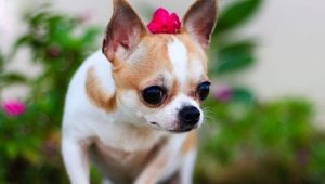 Chihuahua: opis, gatunek, natura i treść